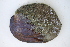  (Amblema - MUS059-14)  @13 [ ] CreativeCommons - Attribution (2014) Unspecified Centre for Biodiversity Genomics