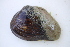  ( - MUS062-14.1)  @11 [ ] CreativeCommons - Attribution (2014) Unspecified Centre for Biodiversity Genomics