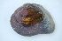  ( - MUS063-14)  @11 [ ] CreativeCommons - Attribution (2014) Unspecified Centre for Biodiversity Genomics