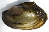  ( - MUS044.1)  @11 [ ] CreativeCommons - Attribution (2015) CBG Photography Group Centre for Biodiversity Genomics