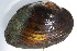  ( - MUS045-DUP)  @11 [ ] CreativeCommons - Attribution (2015) CBG Photography Group Centre for Biodiversity Genomics