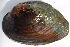  ( - MUS045-DUP)  @11 [ ] CreativeCommons - Attribution (2015) CBG Photography Group Centre for Biodiversity Genomics