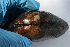  ( - MUS045-DUP)  @11 [ ] CreativeCommons - Attribution (2015) CBG Photography Group Centre for Biodiversity Genomics