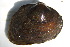  ( - MUS048)  @11 [ ] CreativeCommons - Attribution (2015) CBG Photography Group Centre for Biodiversity Genomics