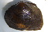  ( - MUS048)  @11 [ ] CreativeCommons - Attribution (2015) CBG Photography Group Centre for Biodiversity Genomics