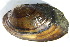  ( - MUS046-DUP)  @11 [ ] CreativeCommons - Attribution (2015) CBG Photography Group Centre for Biodiversity Genomics
