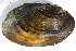  ( - MUS046-DUP)  @11 [ ] CreativeCommons - Attribution (2015) CBG Photography Group Centre for Biodiversity Genomics