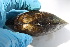  ( - MUS046)  @11 [ ] CreativeCommons - Attribution (2015) CBG Photography Group Centre for Biodiversity Genomics