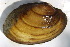  ( - MUS049-DUP)  @11 [ ] CreativeCommons - Attribution (2015) CBG Photography Group Centre for Biodiversity Genomics