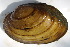  ( - MUS049-DUP)  @11 [ ] CreativeCommons - Attribution (2015) CBG Photography Group Centre for Biodiversity Genomics