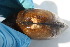  ( - MUS049-DUP)  @11 [ ] CreativeCommons - Attribution (2015) CBG Photography Group Centre for Biodiversity Genomics