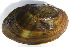  ( - MUS054-DUP)  @11 [ ] CreativeCommons - Attribution (2015) CBG Photography Group Centre for Biodiversity Genomics