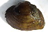  (Truncilla truncata - MUS169.1-DUP)  @11 [ ] CreativeCommons - Attribution (2015) CBG Photography Group Centre for Biodiversity Genomics