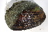  (Potamilus alatus - MUS175.1)  @13 [ ] CreativeCommons - Attribution (2015) CBG Photography Group Centre for Biodiversity Genomics
