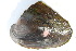  ( - MUS176.1)  @11 [ ] CreativeCommons - Attribution (2015) CBG Photography Group Centre for Biodiversity Genomics