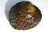  (Amphinaias - MUS062.1)  @12 [ ] CreativeCommons - Attribution (2015) CBG Photography Group Centre for Biodiversity Genomics