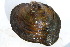  (Quadrula - MUS068.1)  @13 [ ] CreativeCommons - Attribution (2015) CBG Photography Group Centre for Biodiversity Genomics