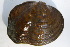  ( - MUS070)  @11 [ ] CreativeCommons - Attribution (2015) CBG Photography Group Centre for Biodiversity Genomics