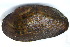  ( - MUS076)  @11 [ ] CreativeCommons - Attribution (2015) CBG Photography Group Centre for Biodiversity Genomics