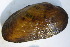  ( - MUS077)  @11 [ ] CreativeCommons - Attribution (2015) CBG Photography Group Centre for Biodiversity Genomics