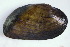  (Ptychobranchus - MUS080.1)  @12 [ ] CreativeCommons - Attribution (2015) CBG Photography Group Centre for Biodiversity Genomics