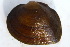  ( - MUS085)  @11 [ ] CreativeCommons - Attribution (2015) CBG Photography Group Centre for Biodiversity Genomics