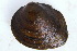  (Pleurobema - MUS086.1)  @12 [ ] CreativeCommons - Attribution (2015) CBG Photography Group Centre for Biodiversity Genomics