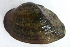  ( - MUS092.1)  @11 [ ] CreativeCommons - Attribution (2015) CBG Photography Group Centre for Biodiversity Genomics