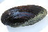  ( - MUS097.1)  @11 [ ] CreativeCommons - Attribution (2015) CBG Photography Group Centre for Biodiversity Genomics