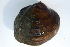  (Obliquaria - MUS108.1)  @11 [ ] CreativeCommons - Attribution (2015) CBG Photography Group Centre for Biodiversity Genomics