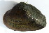  (Epioblasma triquetra - MUS111.1)  @13 [ ] CreativeCommons - Attribution (2015) CBG Photography Group Centre for Biodiversity Genomics