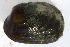  (Epioblasma - MUS113.1)  @13 [ ] CreativeCommons - Attribution (2015) CBG Photography Group Centre for Biodiversity Genomics