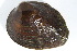  ( - MUS116.1)  @11 [ ] CreativeCommons - Attribution (2015) CBG Photography Group Centre for Biodiversity Genomics
