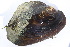  ( - MUS120)  @11 [ ] CreativeCommons - Attribution (2015) CBG Photography Group Centre for Biodiversity Genomics