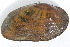 ( - MUS122)  @11 [ ] CreativeCommons - Attribution (2015) CBG Photography Group Centre for Biodiversity Genomics