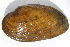  ( - MUS123)  @11 [ ] CreativeCommons - Attribution (2015) CBG Photography Group Centre for Biodiversity Genomics