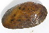  ( - MUS124)  @11 [ ] CreativeCommons - Attribution (2015) CBG Photography Group Centre for Biodiversity Genomics