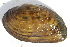 ( - MUS125)  @11 [ ] CreativeCommons - Attribution (2015) CBG Photography Group Centre for Biodiversity Genomics