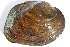  ( - MUS126)  @11 [ ] CreativeCommons - Attribution (2015) CBG Photography Group Centre for Biodiversity Genomics