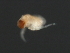  ( - 09PROBE-008726)  @11 [ ] CreativeCommons - Attribution (2009) Unspecified Centre for Biodiversity Genomics