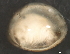  ( - 10BIOBC-00741)  @11 [ ] CreativeCommons - Attribution (2010) CBG Photography Group Centre for Biodiversity Genomics