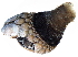  ( - 10BIOBC-00773)  @11 [ ] CreativeCommons - Attribution (2010) CBG Photography Group Centre for Biodiversity Genomics