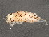  ( - 10BIOBC-00940)  @13 [ ] CreativeCommons - Attribution (2011) CBG Photography Group Centre for Biodiversity Genomics