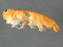  ( - 10BIOBC-01052)  @13 [ ] CreativeCommons - Attribution (2011) CBG Photography Group Centre for Biodiversity Genomics