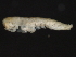  ( - 10BIOBC-00876)  @13 [ ] CreativeCommons - Attribution (2010) CBG Photography Group Centre for Biodiversity Genomics