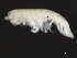  ( - 10BIOBC-00878)  @13 [ ] CreativeCommons - Attribution (2010) CBG Photography Group Centre for Biodiversity Genomics