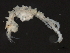  (Caprella - 10BIOBC-00910)  @14 [ ] CreativeCommons - Attribution (2010) CBG Photography Group Centre for Biodiversity Genomics