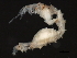  ( - 10BIOBC-00911)  @13 [ ] CreativeCommons - Attribution (2010) CBG Photography Group Centre for Biodiversity Genomics