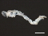  ( - 10BIOBC-00930)  @13 [ ] CreativeCommons - Attribution (2010) CBG Photography Group Centre for Biodiversity Genomics