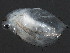 (Daphnia dentifera - NJAK-0119)  @15 [ ] CreativeCommons - Attribution (2011) CBG Photography Group Centre for Biodiversity Genomics